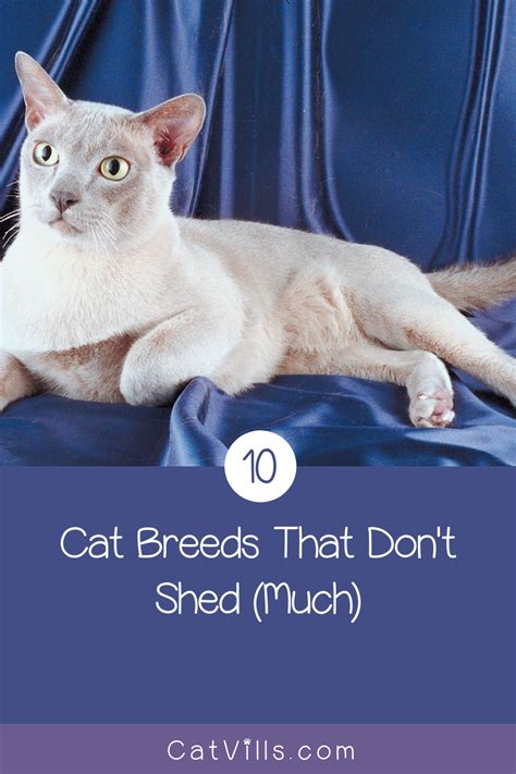Cats That Dont Shed Breeds - Pets Ideas
