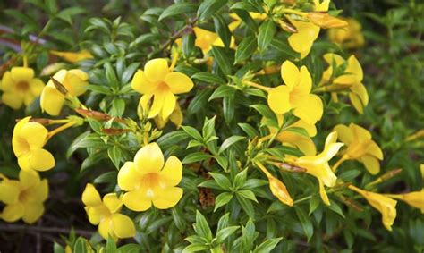 Mandevilla (mandevilla spp.) is a genus of tropical flowering vines native to central and south america. Dipladenia o mandevilla - Bricomanía