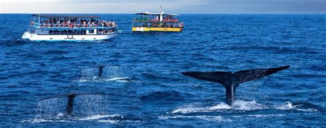 Mirissa Whale Watching Day Trip From Bentota Kalutara Ahungalla