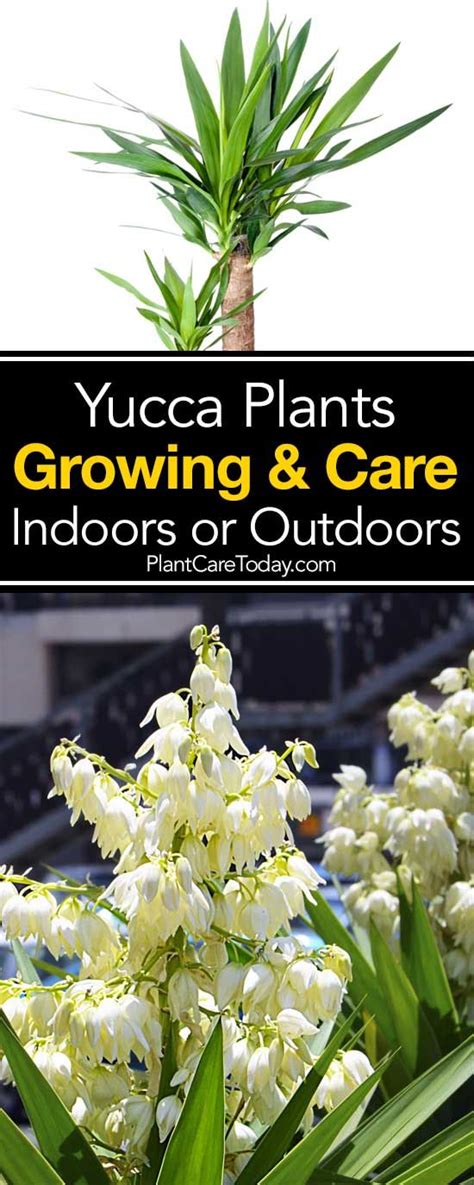 The Easy Growing Yucca Plant Is A Popular Drought Tolerant Evergreen
