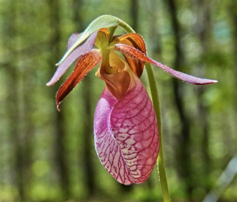 Lady Slipper Orchid Pic For Today