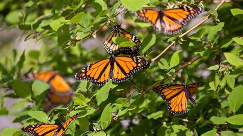 You Can Help Bring Monarch Butterflies Back from the Brink | HuffPost ...