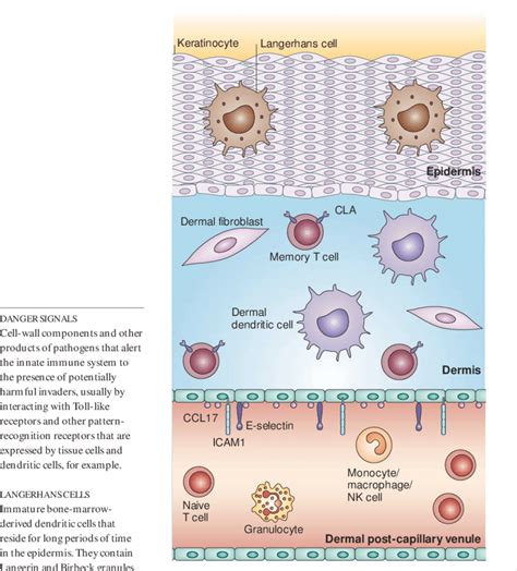 Immune Response Elements In Non Inflamed Skin Human Skin Is Composed