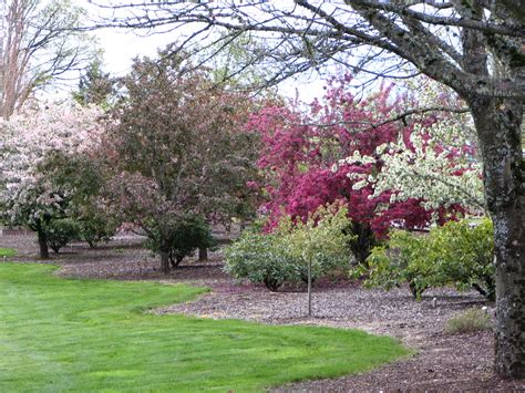 Trees Of Santa Cruz County Malus Crabapple