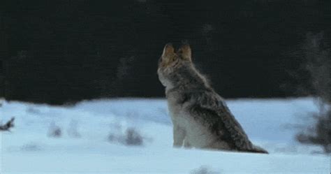 All i did was resize, so people can use it for deviantart avatars. Animals GIFs - Find & Share on GIPHY