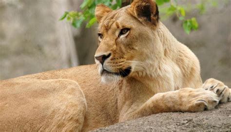 Lioness Kills Long Term Mate Father Of Cubs At Us Zoo
