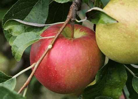 The Sweetest Apples 40 Sugary Sweet Varieties