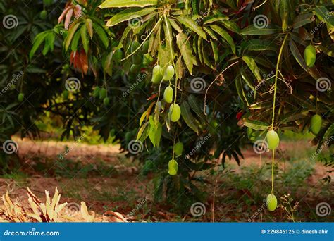 Mango Hanging On Tree With Blue Sky Mango Fruit In Tree Raw Mango Fruit