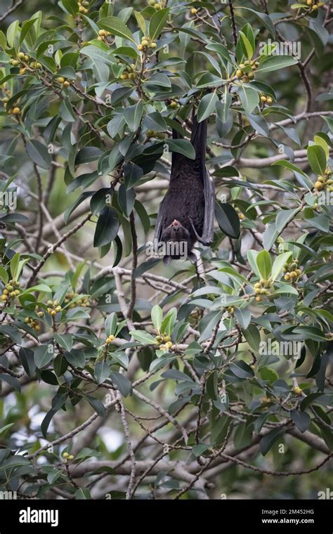 A Large Black Flying Fox Hangs From A Tree Branch Staring Wide Eyed