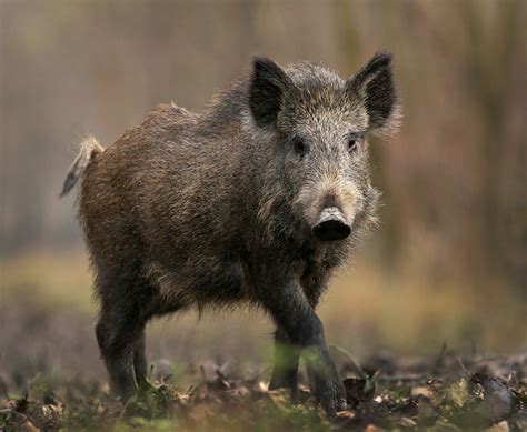 Wild Boar Wallpapers Images Photos Pictures Backgrounds