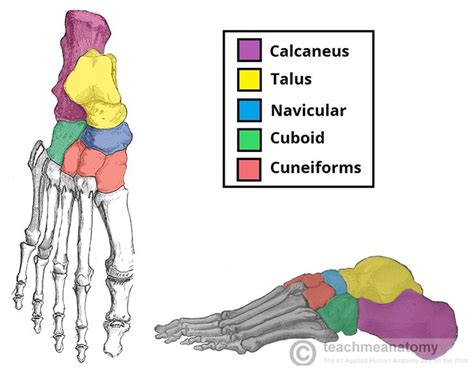 More bones equals more work and memory. Fig 1.1 - The tarsal bones of the foot. Go to http://m ...
