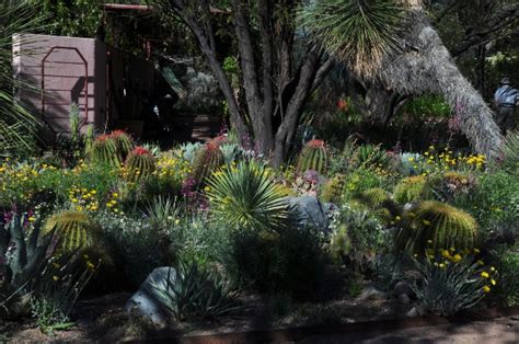 We select our cactus for sale from our greenhouses on the very day we ship to you. Boyce Thompson Arboretum