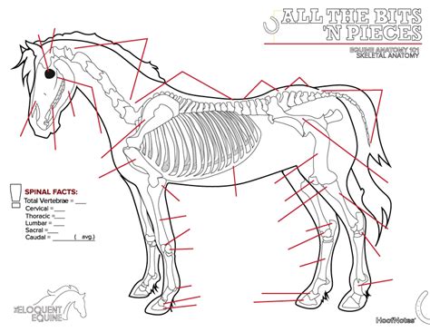 Hoofnotes Colouring Page Skeletal Anatomy The Eloquent
