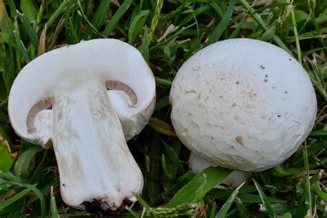 Setas Extremadura Agaricus Bisporus