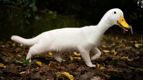Heres A Ducat Rare Hybrid Of Duck And A Cat Hybrids Cat Pics Duck