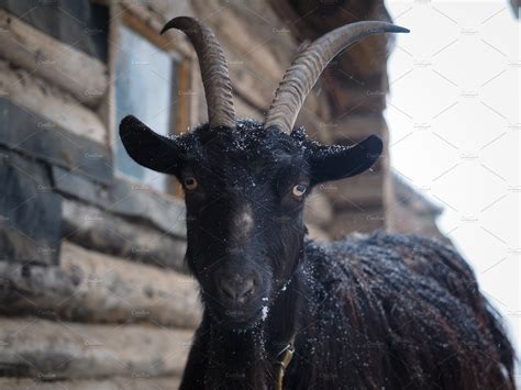 Portrait Of A Black Goat Animal Stock Photos Creative Market