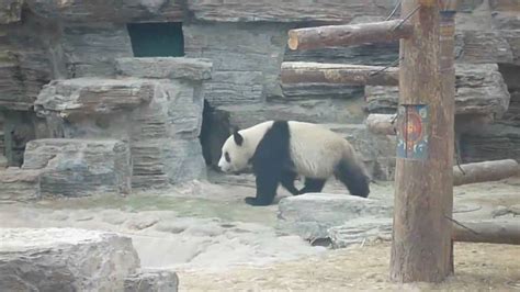 The Great Panda Escape Plan Youtube