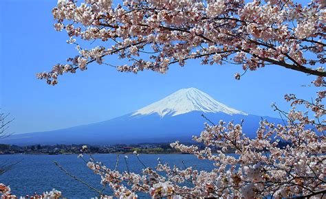 Mt Fuji And The Cherry Blossoms By Photo By Prasit