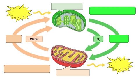 Reg Bio Photosynthesis And Cellular Respiration Diagram Diagram Quizlet