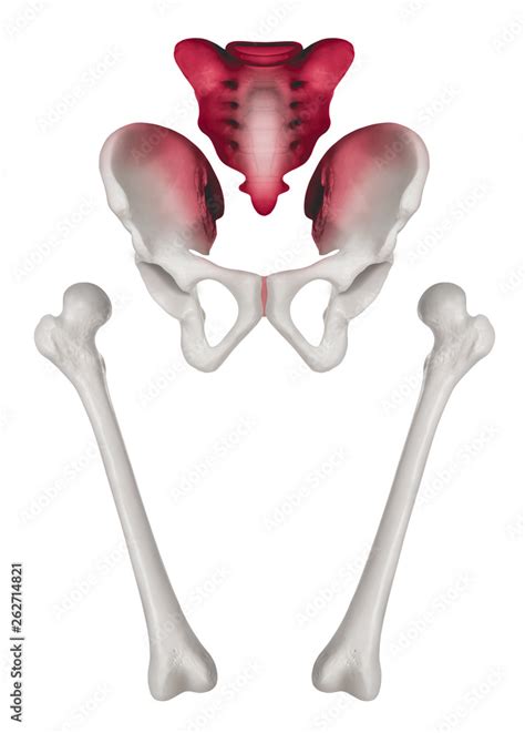 Separate Human Hip And Femur Bone Anterior View Red Highlight On Sacrum