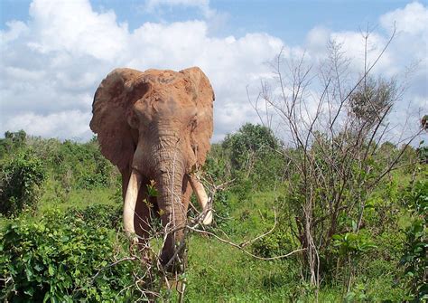 Tropical rainforest are teeming with life. Tropical Rainforest Animals