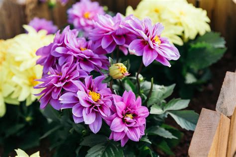How To Grow Dahlias In Pots