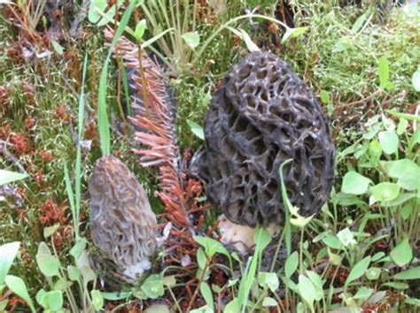 There's a morel to this mushroomer's story | The Spokesman-Review
