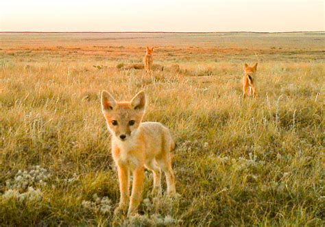 Swift Foxes Found In Alberta The Western Producer