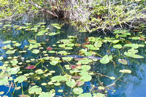 Top 5 Must Have Experiences In The Everglades The Wandering Suitcase