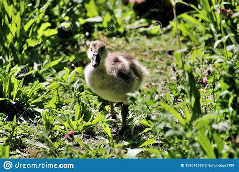 A View Of Some Ducks In Reykjavik Stock Photo Image Of Birds Walk