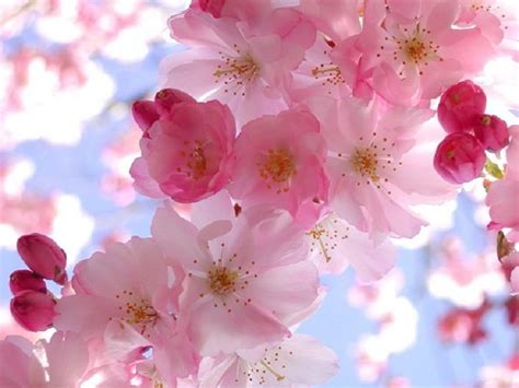 Free Spring Screensavers And Wallpapers Spring Screensavers Flower