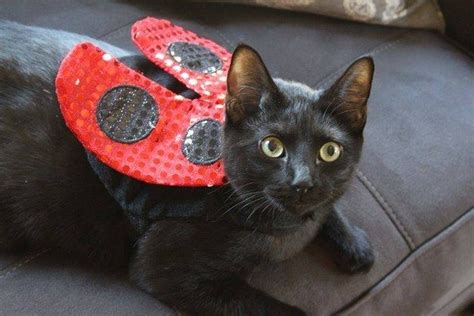 And They Make Awfully Cute Ladybugs 28 Reasons To Restore Your Faith