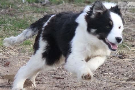 Our upcoming litters will typically be made up of black/white pups, blue/white pups or tri colored pups. Border Collie puppy for sale near Grand Rapids, Michigan ...