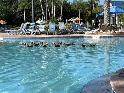 The Fountains Specialty Resort Reviews And Price Comparison Orlando