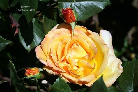Plantfiles Pictures Hybrid Tea Rose Celebrity 1 By Califsue