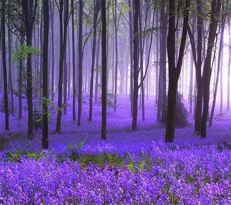 Purple Flowers Under Trees Beautiful Nature Nature Beautiful World