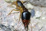 Images of Termite Treatment Types