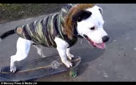 Ziggy The Skateboarding Staffordshire Bull Terrier Who Also Performs
