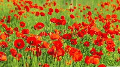Free Download Red Poppy Fields High Definition Wallpapers Hd Wallpapers