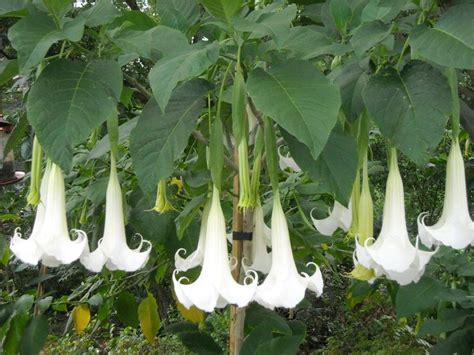 While the flowers may be yellow, yellowing leaves are not normal; Brugmansia 'White Cascade' | Brugmansia, Angel trumpet ...