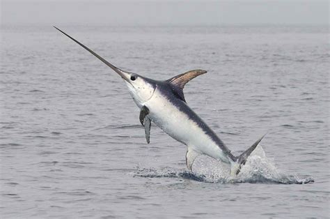 Jumping Swordfish Its A Free Animal Seen On An Observation Trip