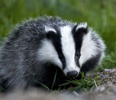 Badger An Animal Name That Fits Its Disposition Animals Beautiful