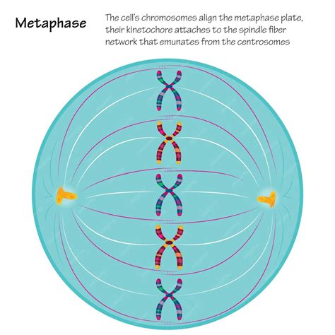 Fase Metafase Del Diagramma Di Scienza Della Mitosi Vettore Premium