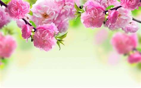 Pink flowers desktop wallpapers wallpaper 1680×1050. Pink Flower Backgrounds ·① WallpaperTag