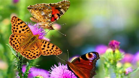 Three Beautiful Butterflies High Definition High Resolution Hd