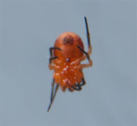 Very Small Orange Spider Hypsosinga Bugguidenet