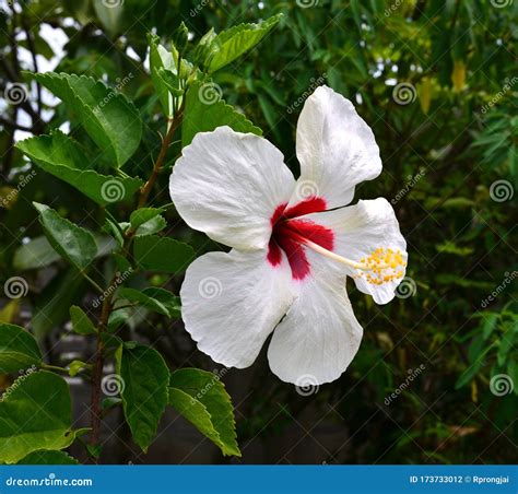 White Hibiscus Flower Stock Photo Image Of Beauty Vertical 173733012