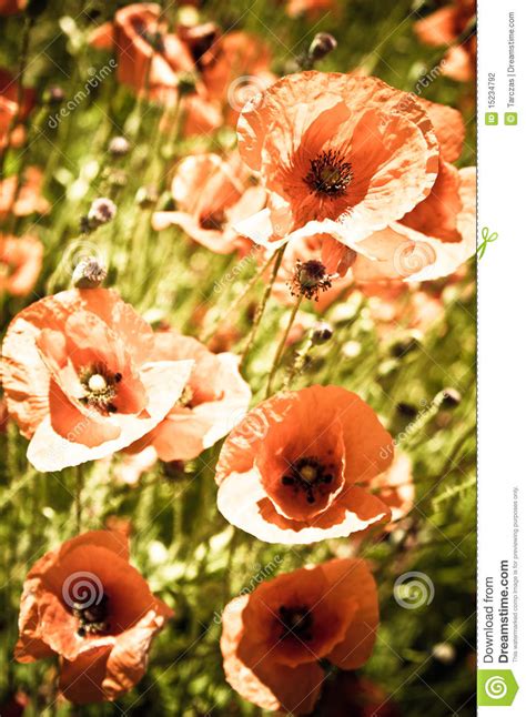 Poppy Field Stock Photo Image Of Natural Field Flower 15234792