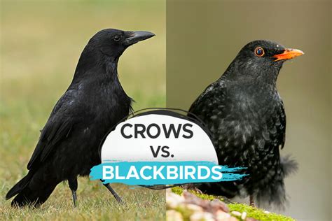 Crow Vs Blackbird How To Differentiate The Two Birdwatching Buzz