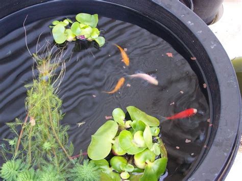 22 Best Goldfish Ponds Images On Pinterest Goldfish Pond Water